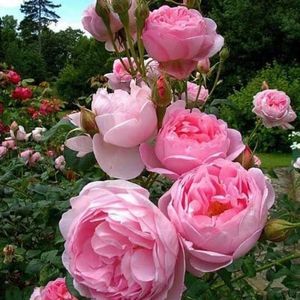 Meet your Posher, Dondu